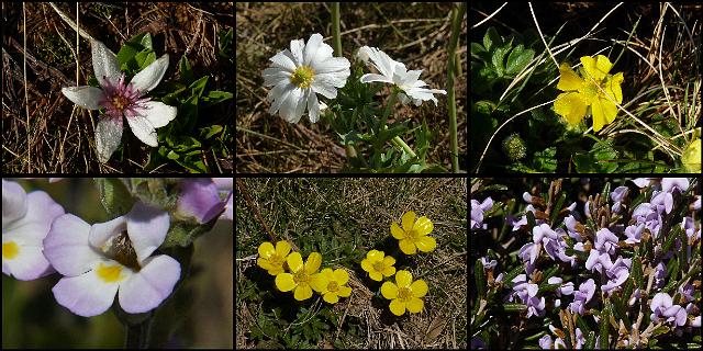 (21) Mountain flowers.jpg